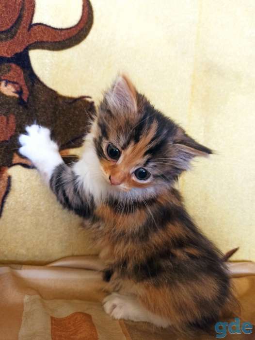 Котенок кошка трехцветная, фотография 6