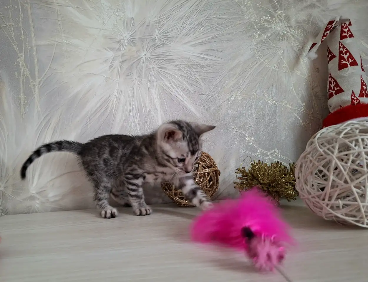 Бенгальские котята, фотография 3