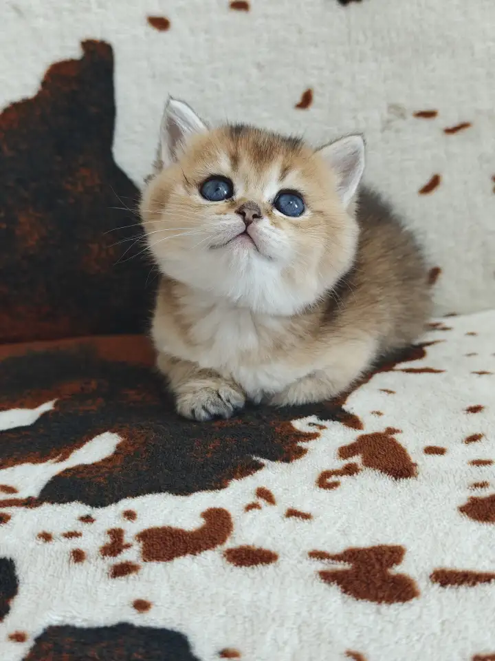 Шотландские котята, золотая шиншилла, фотография 4
