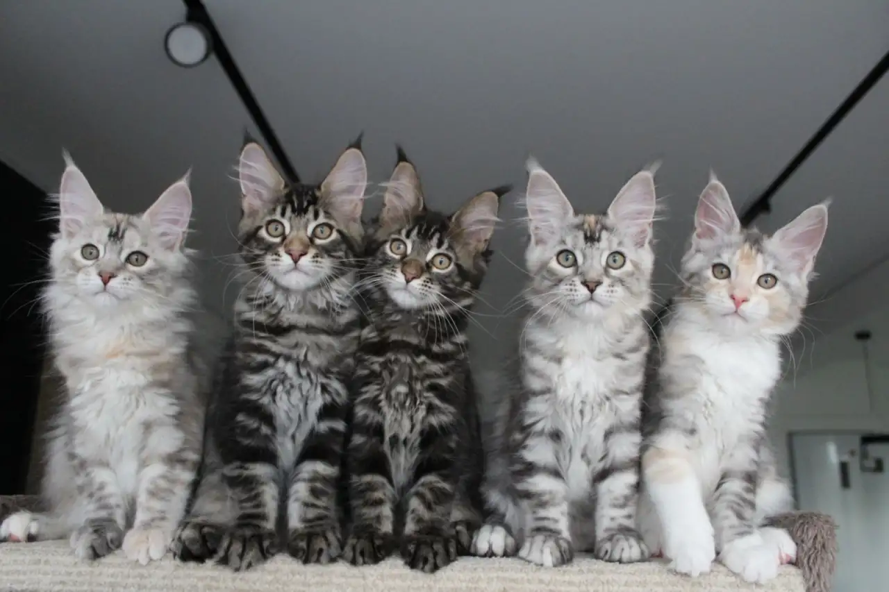 Мейн-кун котята, фотография 6