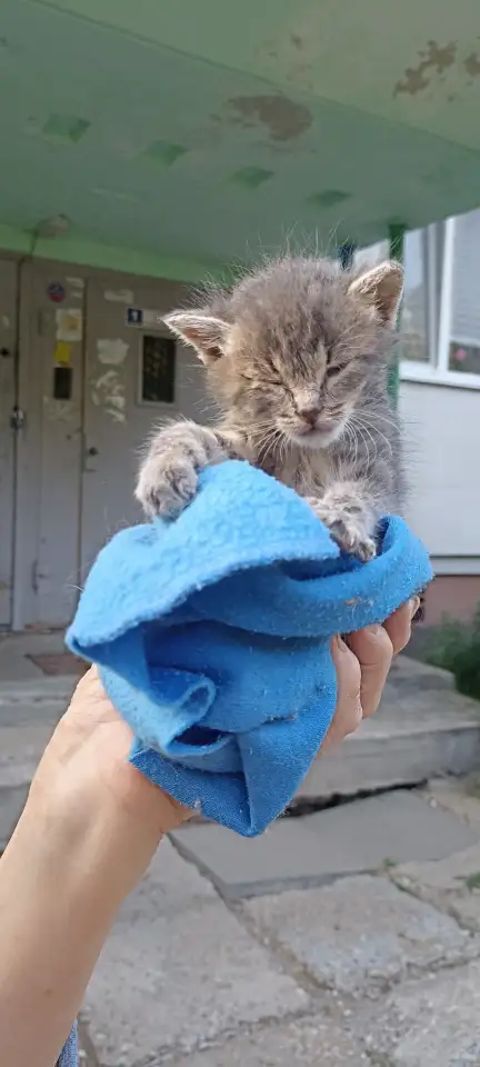 Срочно! Маленький Котенок мальчик в дар!, фотография 4