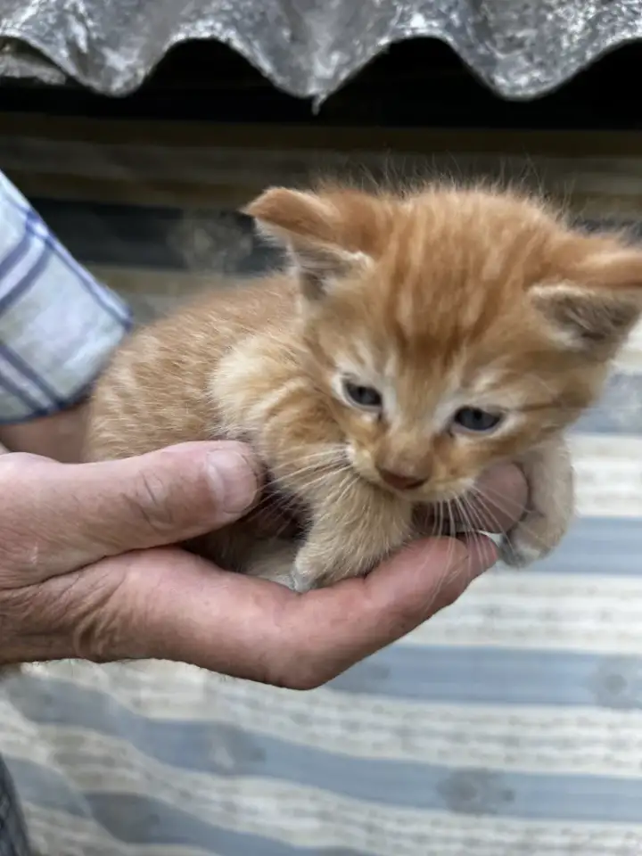 Котята 2 месяца, фотография 1