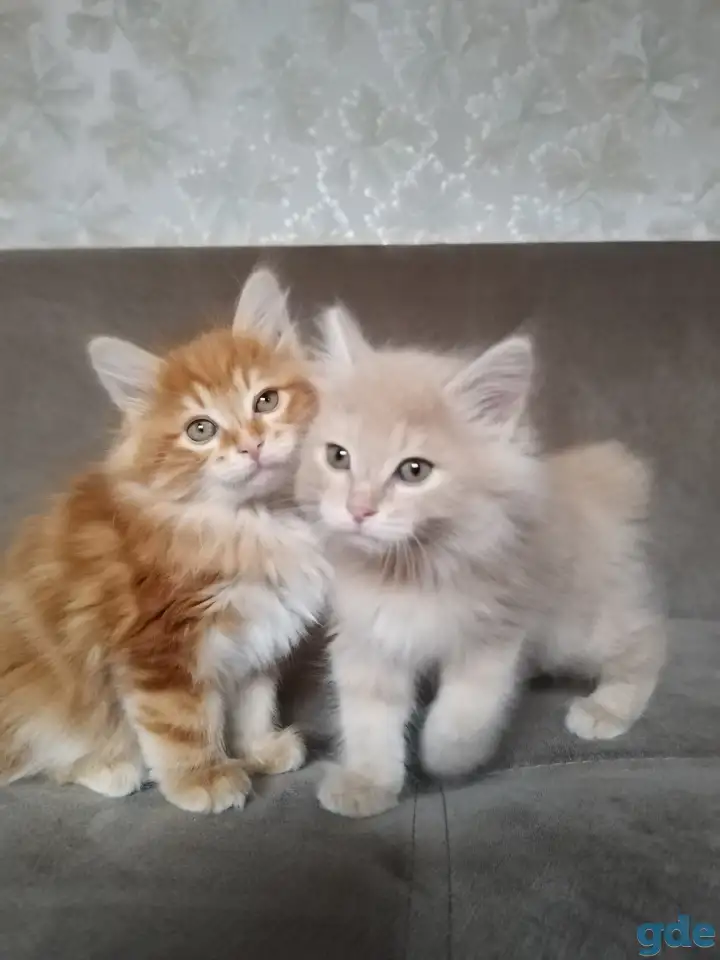 Курильский бобтейл, фотография 9