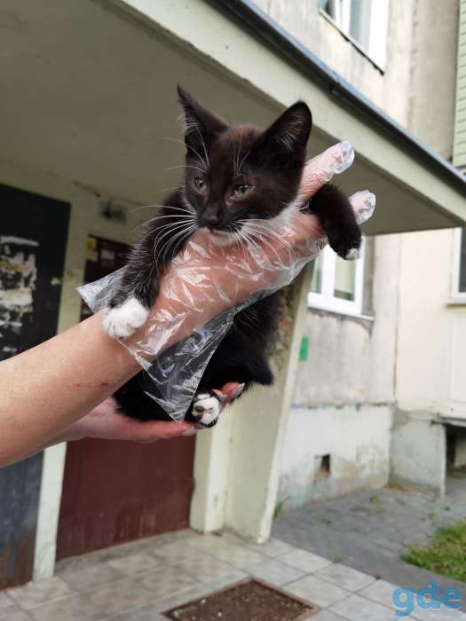 Котенок Кноп ищет дом и семью!, фотография 2
