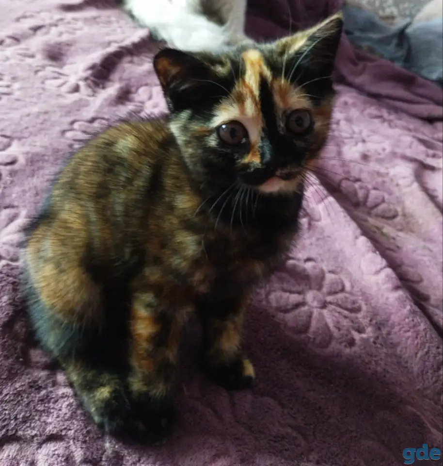 Скоттиш-страйт котята, фотография 3