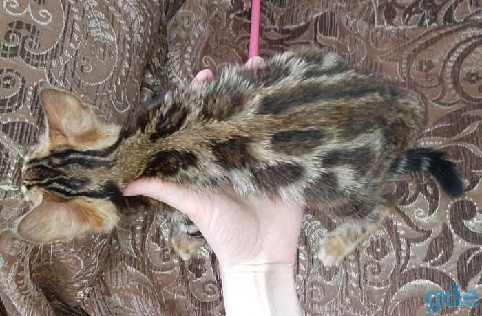 Бенгальские котята, фотография 4