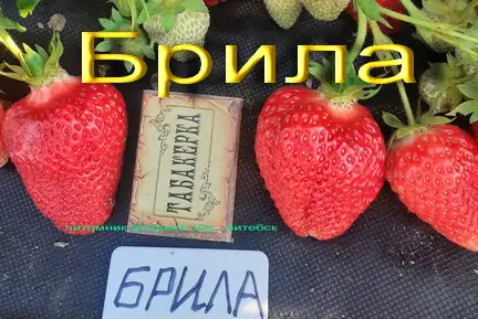 Купить САЖЕНЦЫ КЛУБНИКИ -50 сортов - в Минске  с питомника, фотография 15