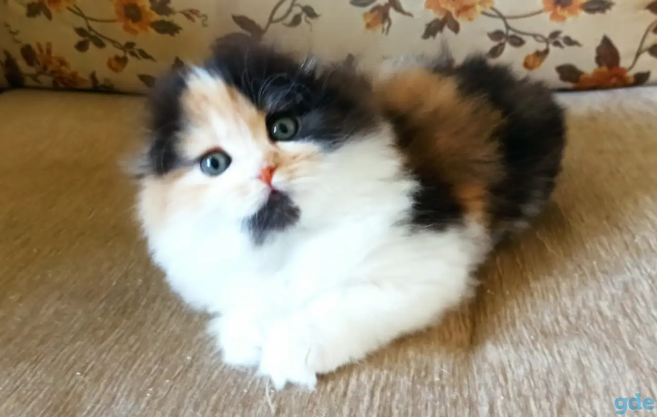Шотландские котята яркого окраса, фотография 9
