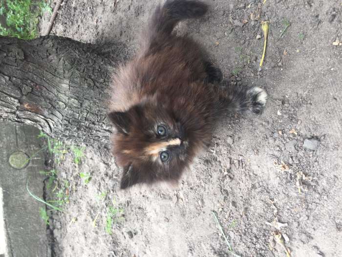 Котята, фотография 1