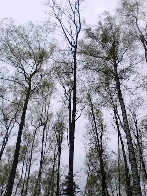 Спил деревьев, фотография 2