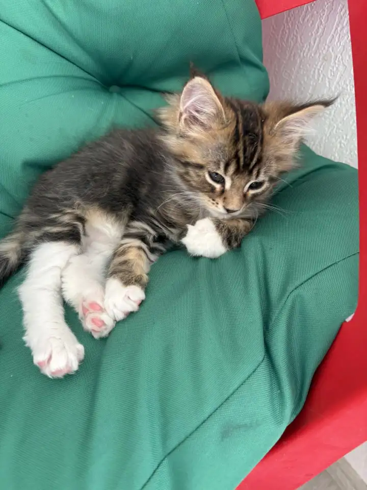 Котята, фотография 2
