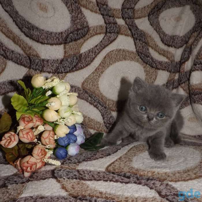 Шотландские котята, фотография 2