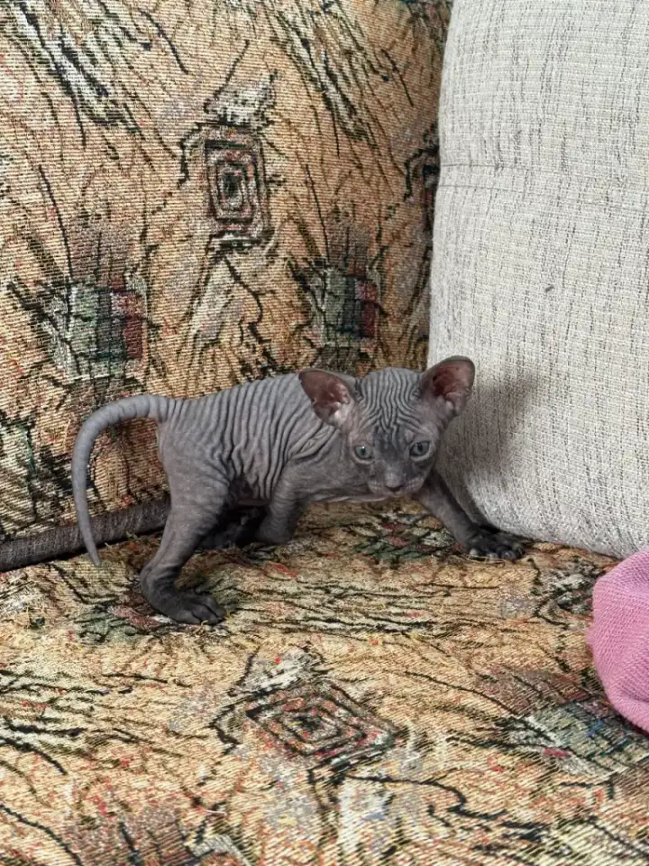 Котятки донского сфинкса, фотография 3