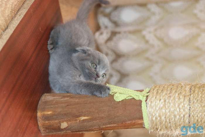 Шотландские котята, фотография 5