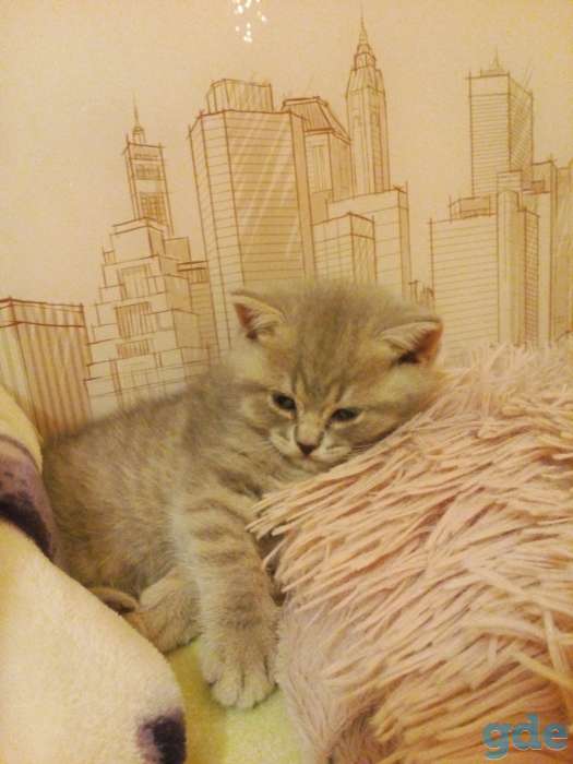 Продам шот. Котиков, фотография 9