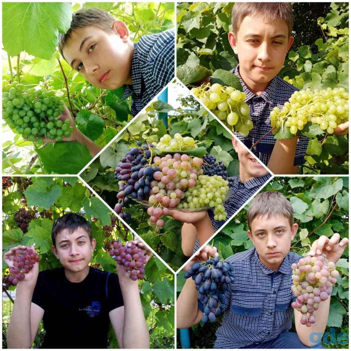 Продам саженцы винограда, фотография 1