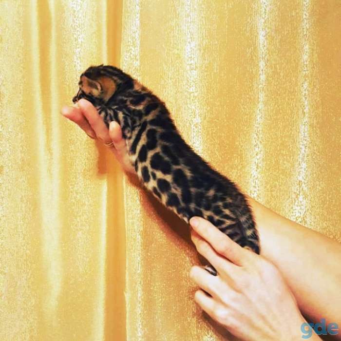 Питомник бенгальских кошек., фотография 1