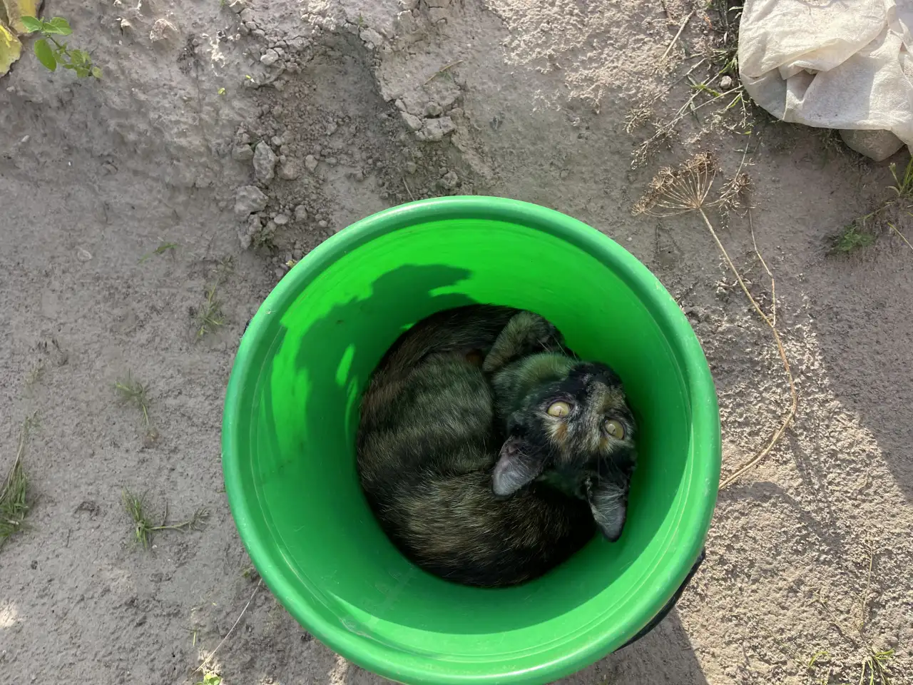 ВОЗНАГРАЖДЕНИЕ! Пропала Кошка Сима., фотография 6