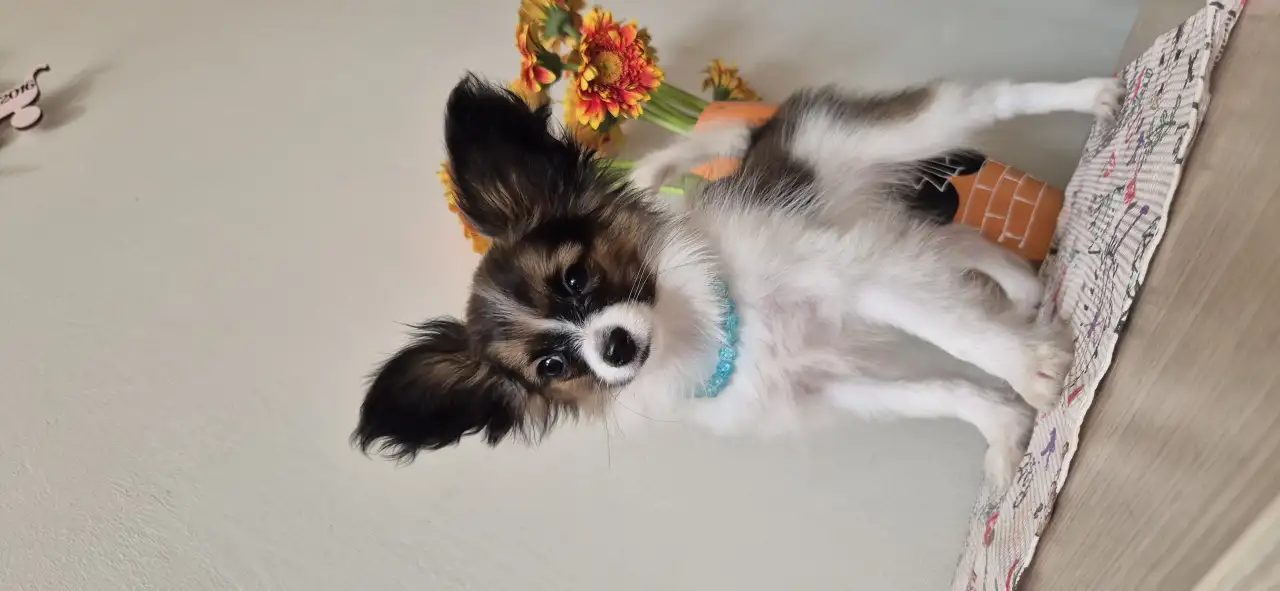 Щенки папильонпапийона, фотография 1