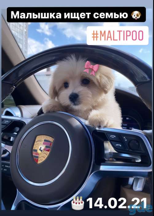 Продам элитных щенков мальтипу f1 мальчики/девочки, фотография 1