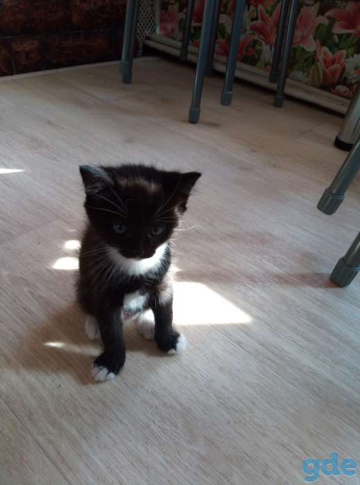 Отдам котят в хорошие руки, фотография 6