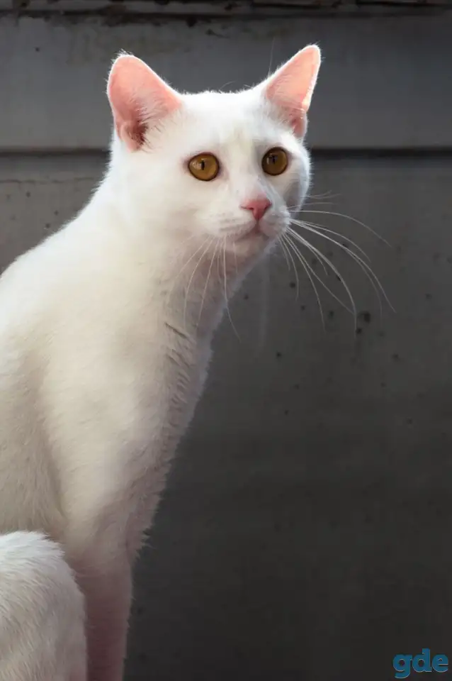 Котик в дар, фотография 6