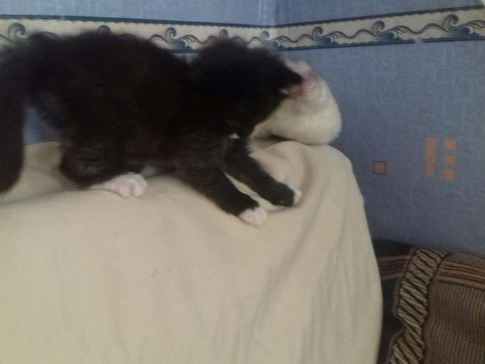 дарю котят, фотография 1