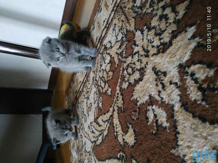 Британские котята, фотография 2