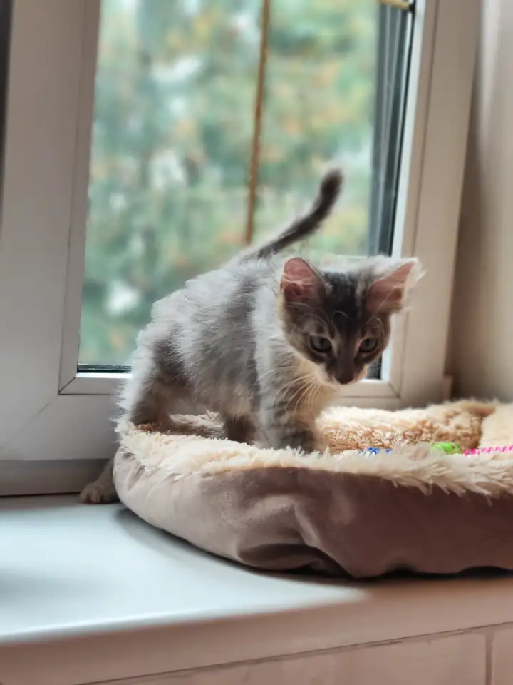 Котята в дар, фотография 10