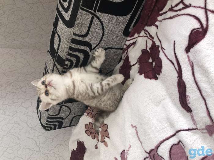 Шотландские котята, фотография 3