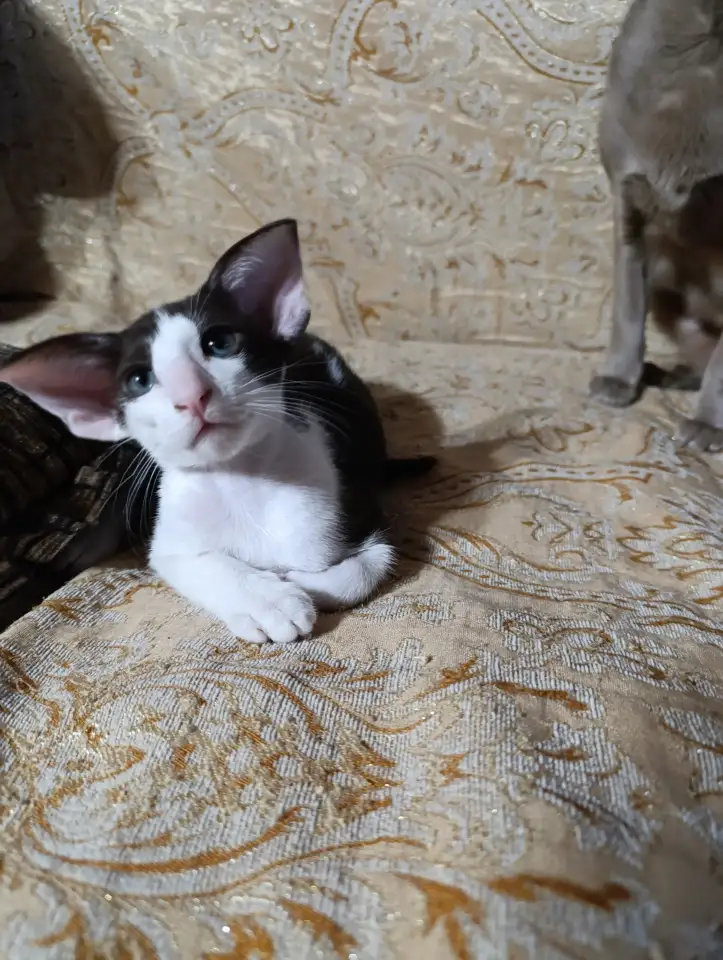 Ориентальные котята, фотография 1