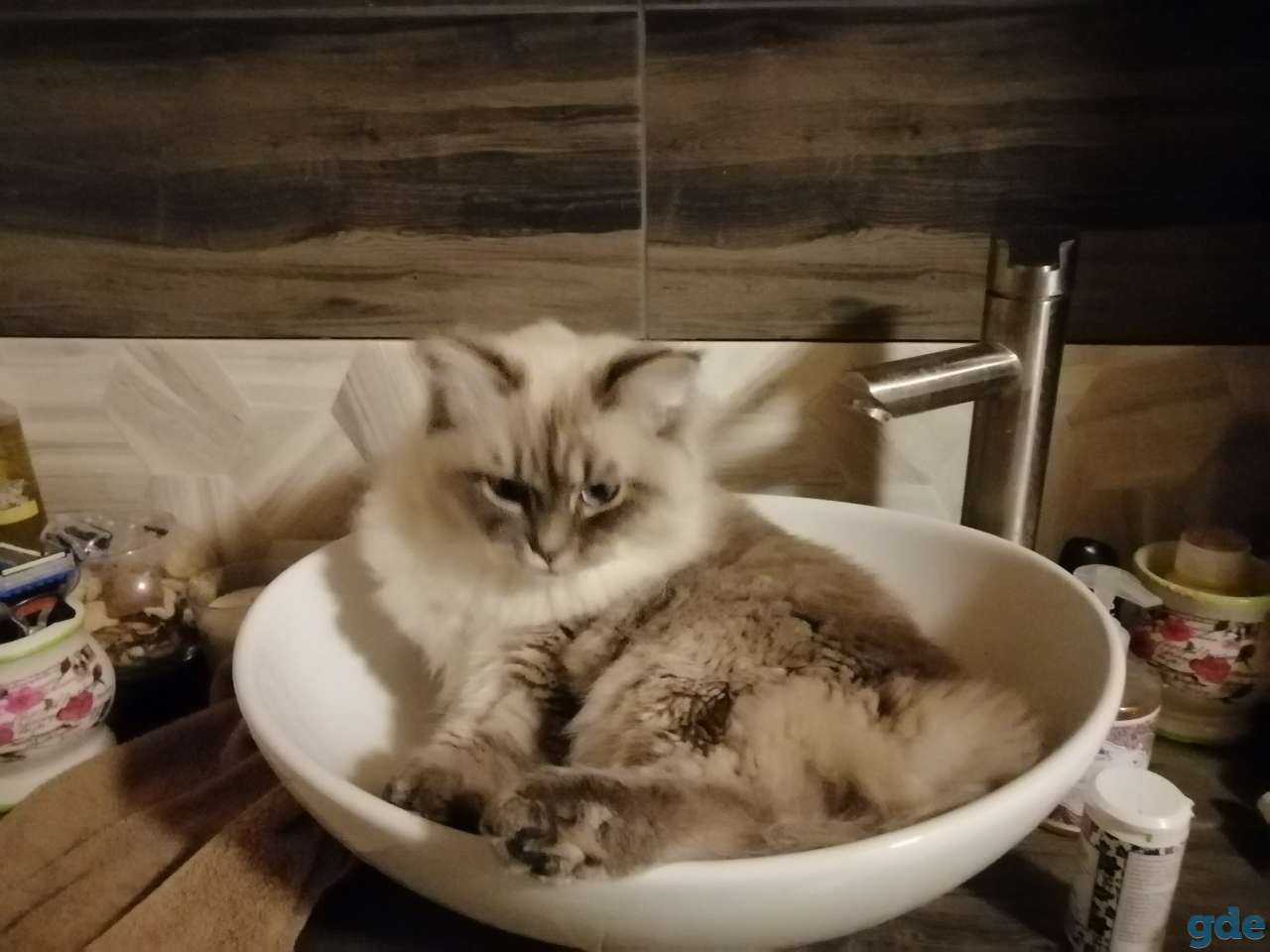 Невские маскарадные котята, фотография 3