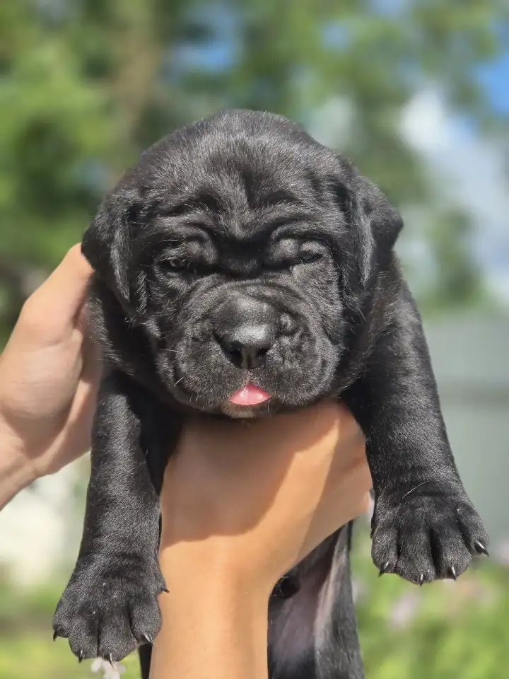 Предлагаются к продаже щенки кане корсо, фотография 7