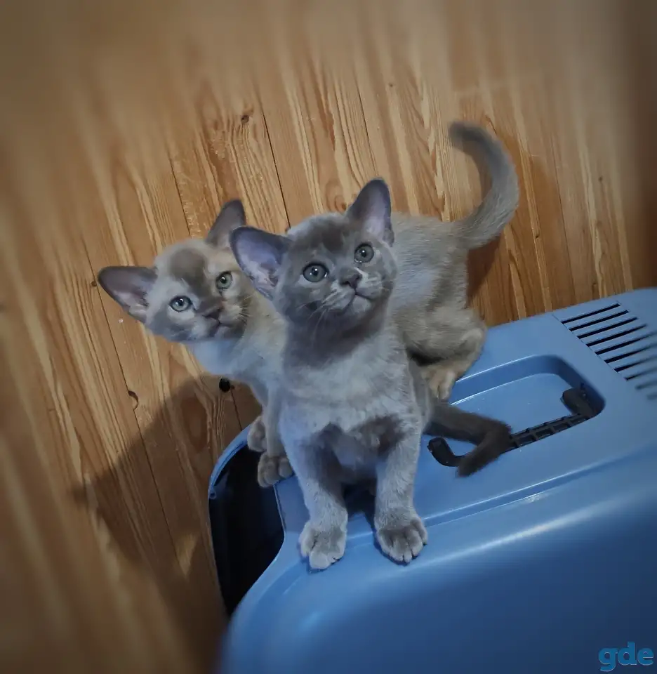 Котята европейской бурмы, фотография 4