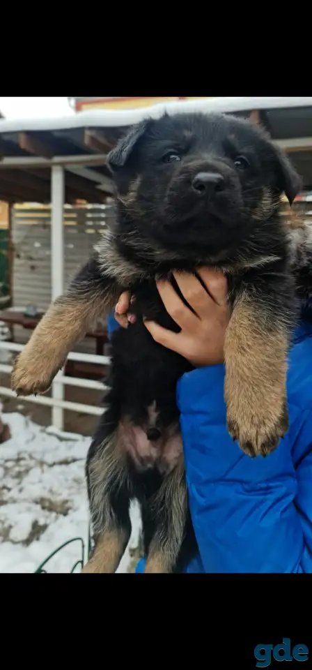Продам щенка немецкой овчарки, фотография 2
