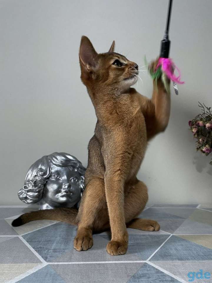 Абиссинский котенок, фотография 1
