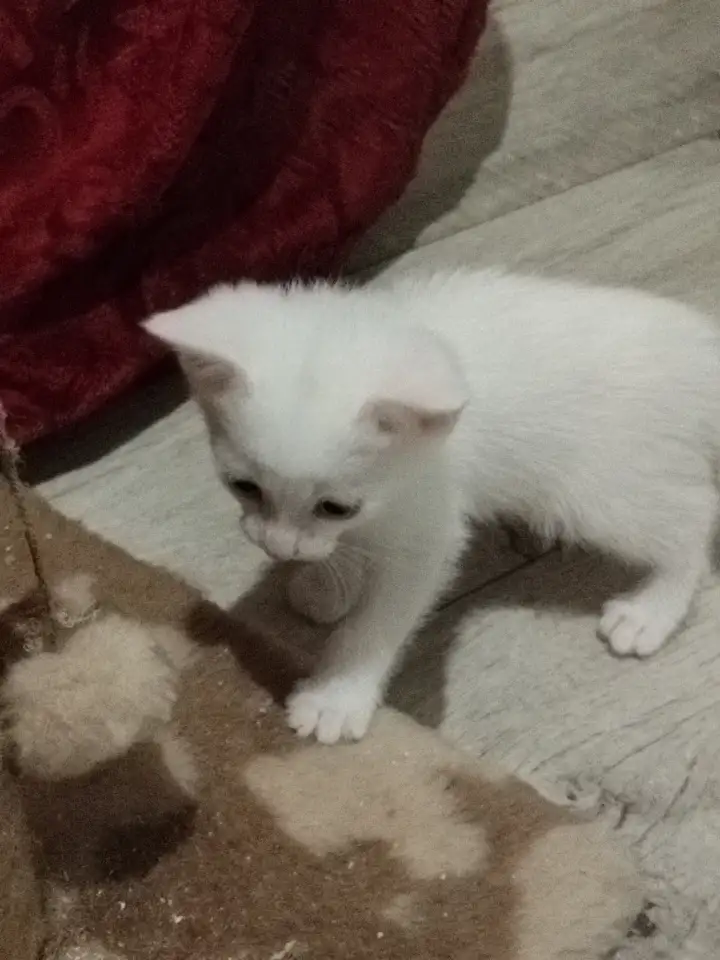 Красивые котята в дар, фотография 5