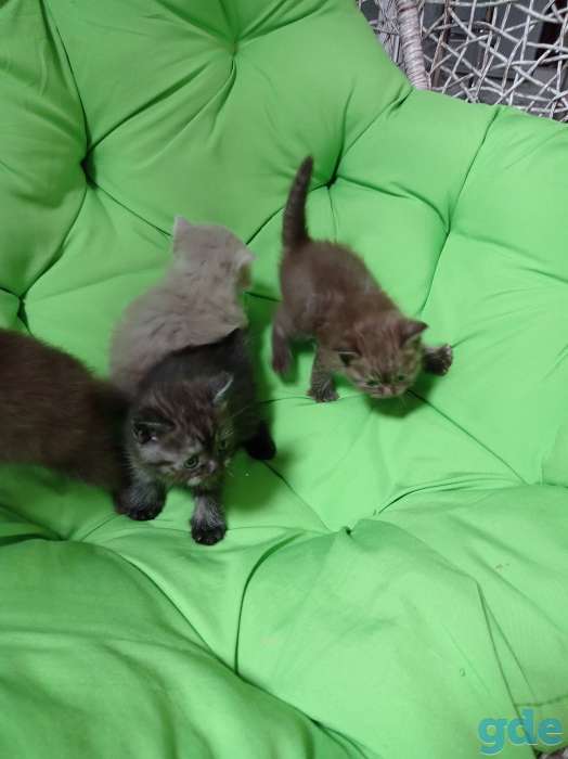 Котята британской короткошерстной, фотография 2