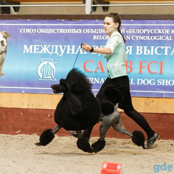 Щенки королевского пуделя, фотография 5