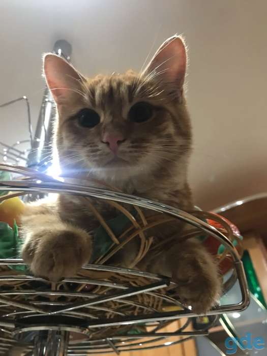 Котята в добрые руки, фотография 1
