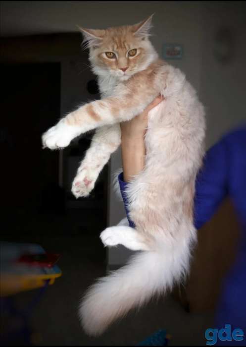 Мейн-кун котенок, фотография 1
