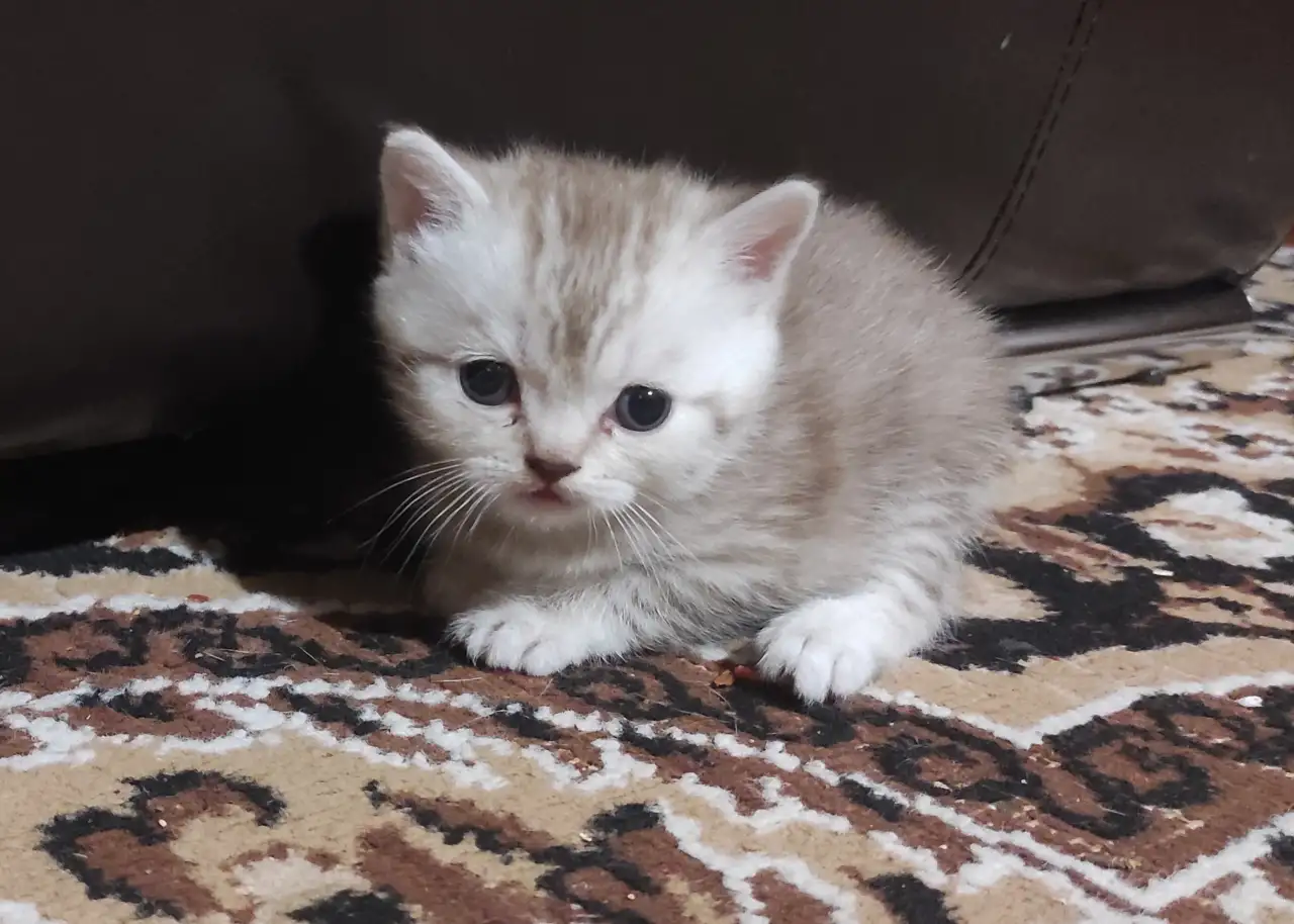 Продам котят шотландской породы, фотография 8