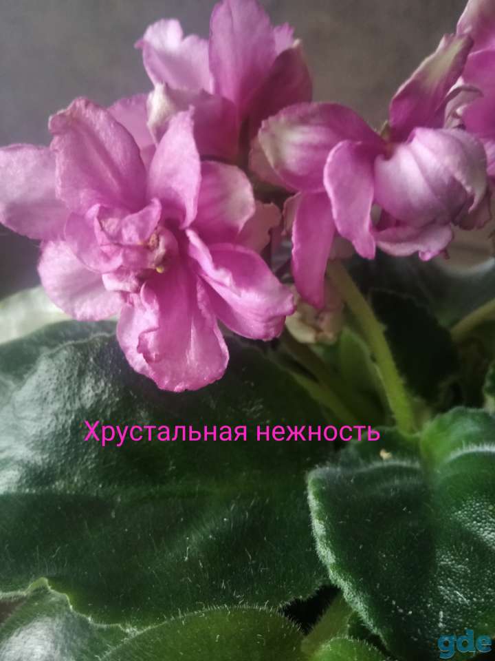 Фиалки, фотография 2