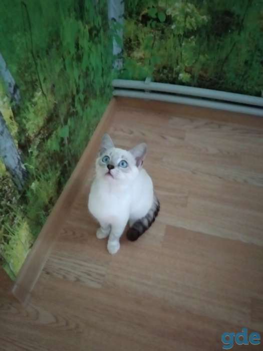 Котики породы бурммила в добрые руки, фотография 2