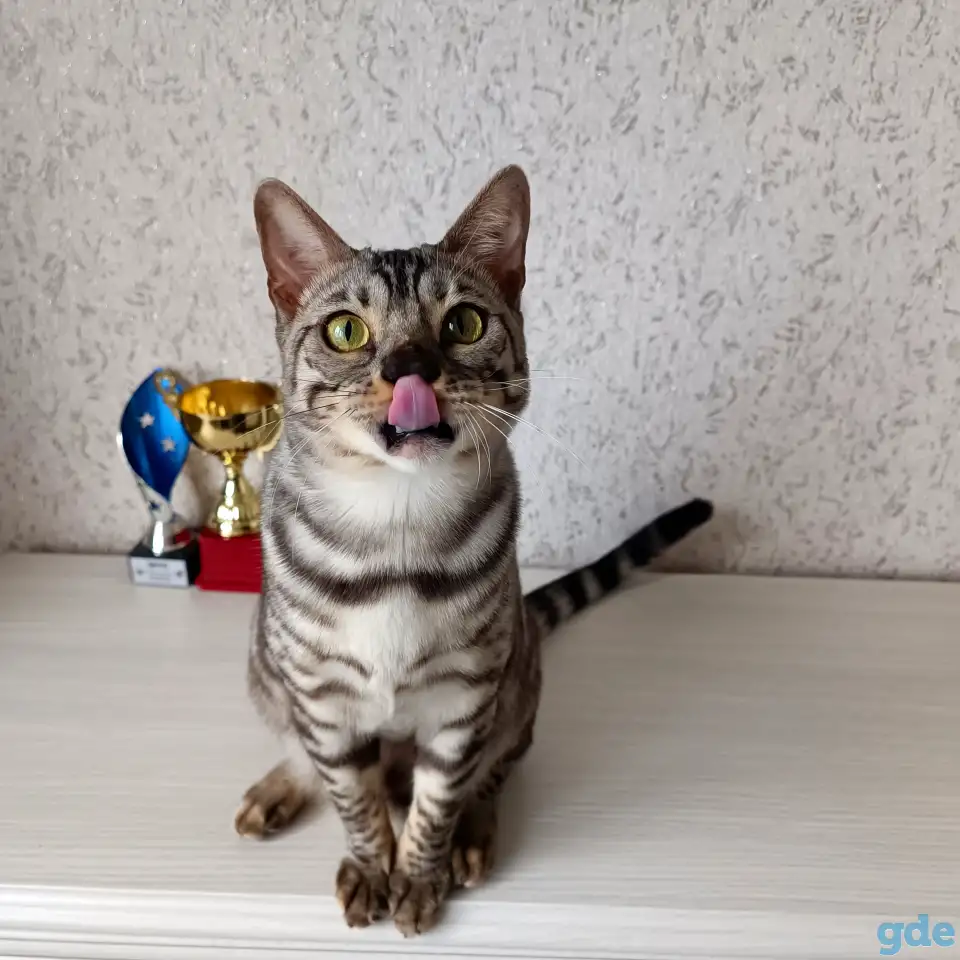 Бенгальские котята, фотография 1