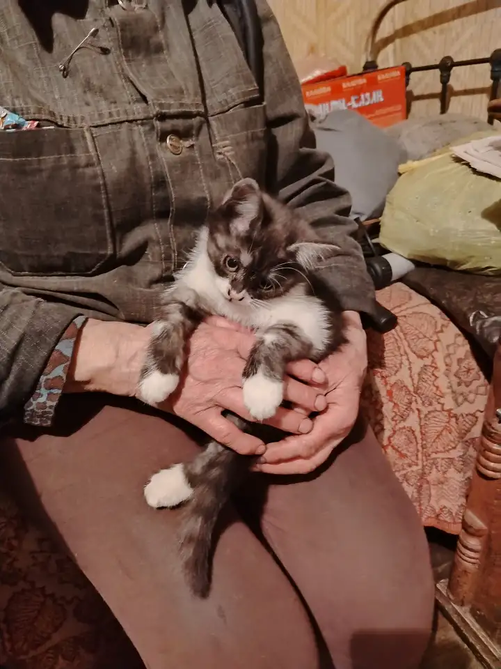 Отдам котят, фотография 5