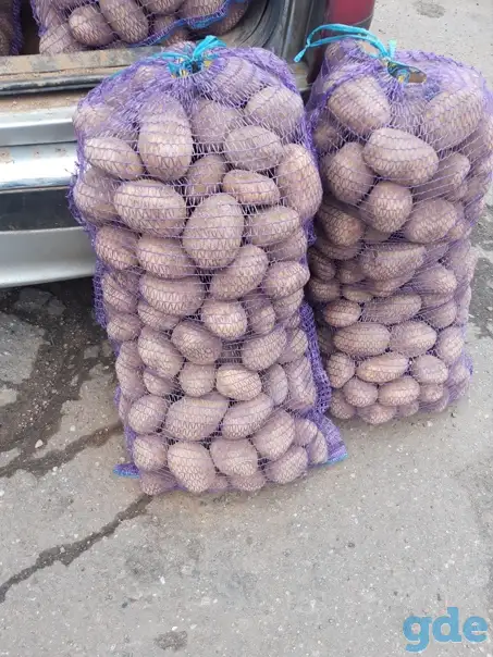 Продам картофель, фотография 1