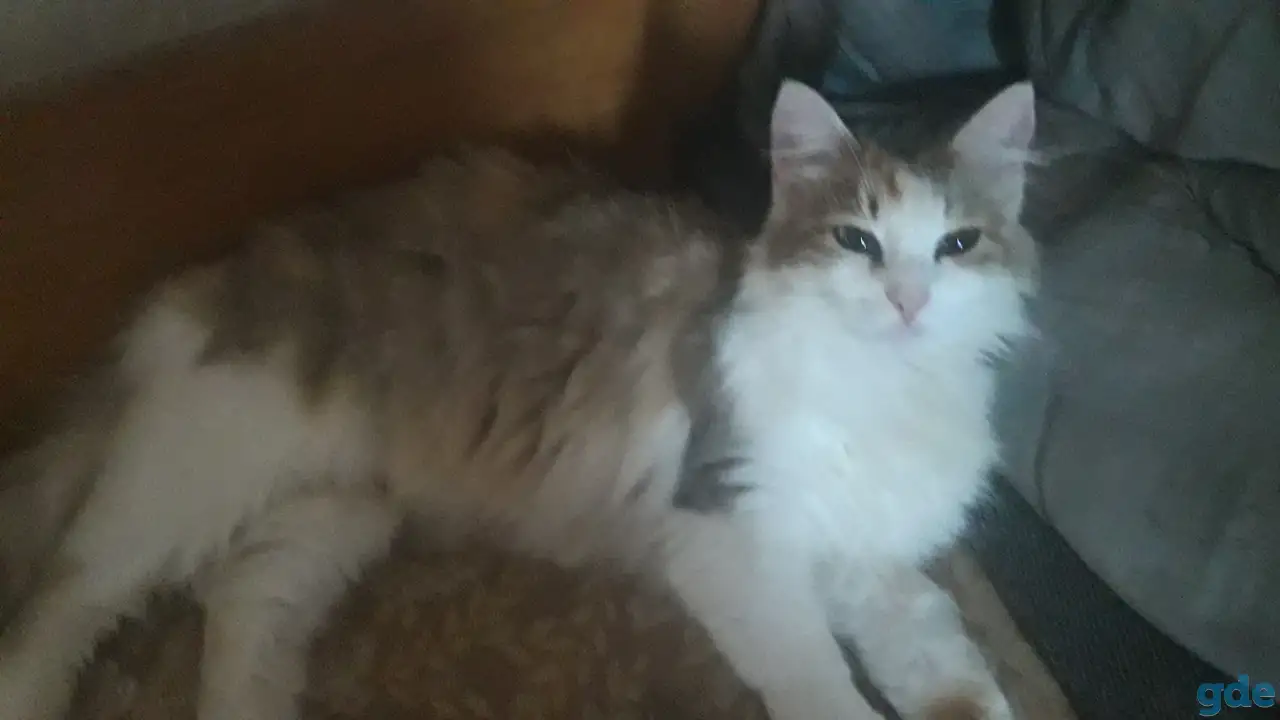 Коты, кошки и котята, фотография 3
