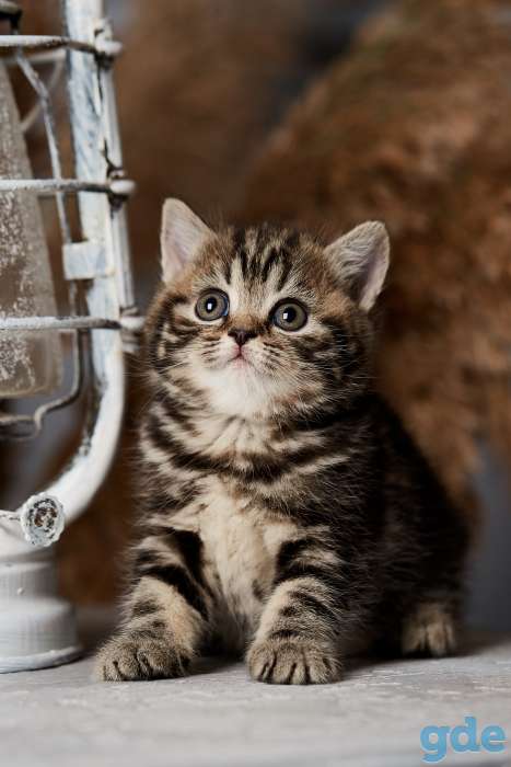 Британские котята из питомника, фотография 5
