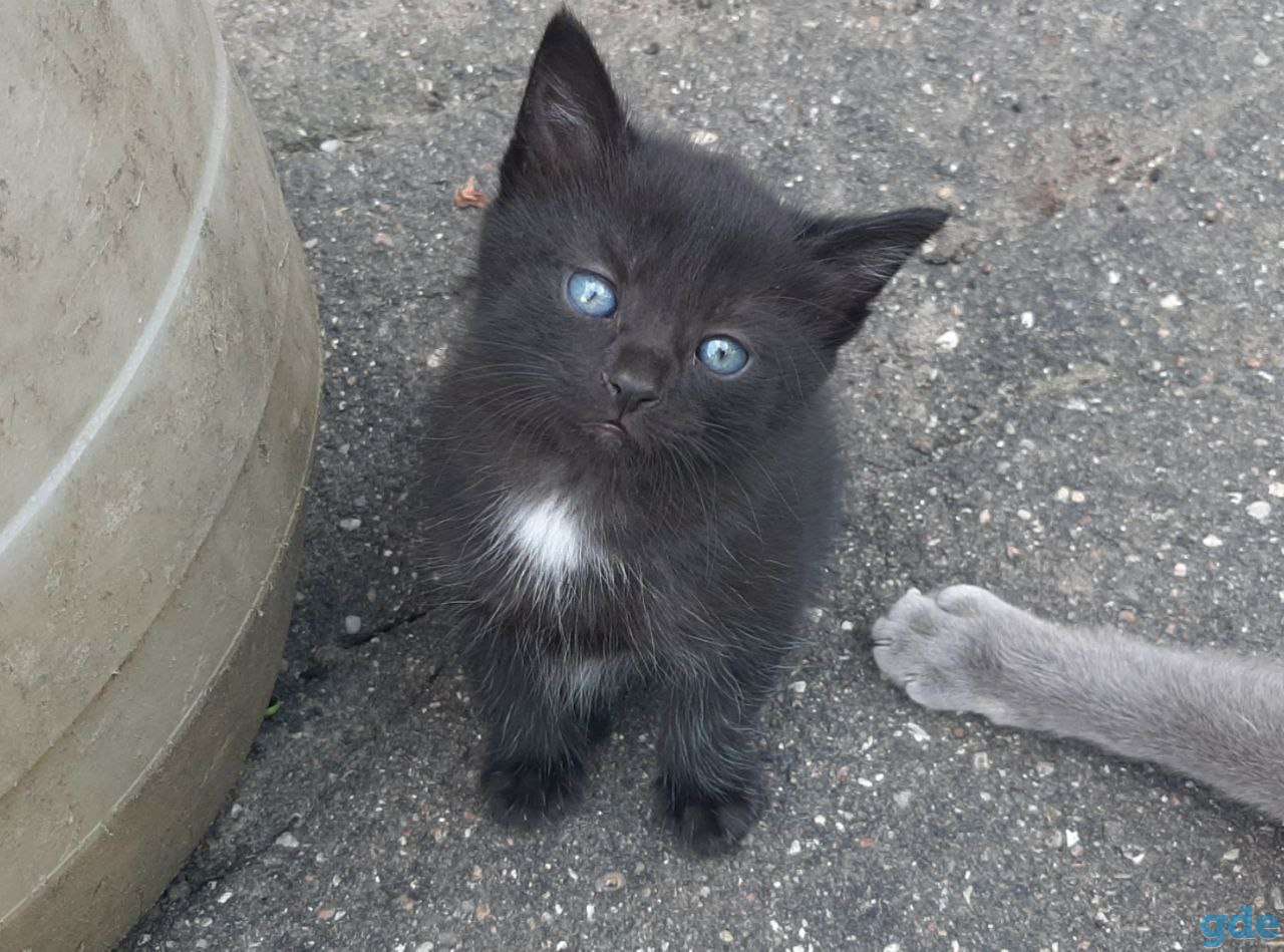 Котят в дар, фотография 2